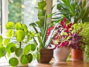 Best Houseplants for Improving Air Quality for the Elderly